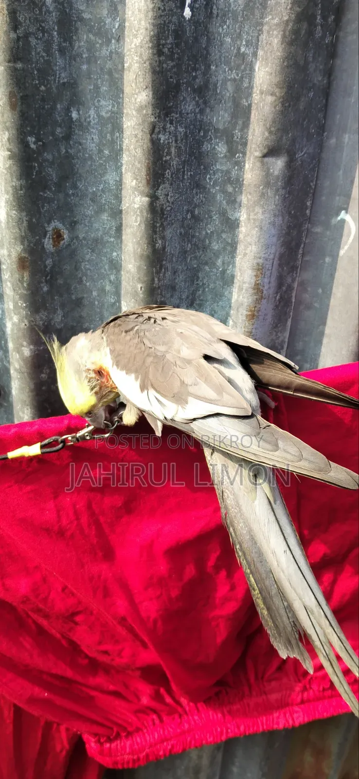 Cockatiel Bird
