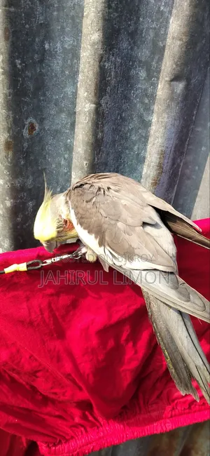 Cockatiel Bird