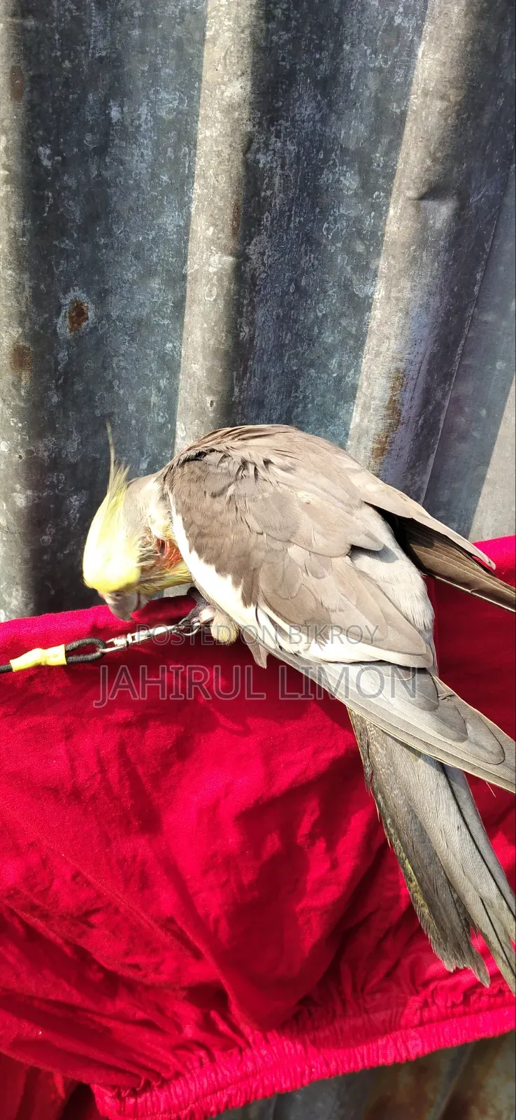 Cockatiel Bird
