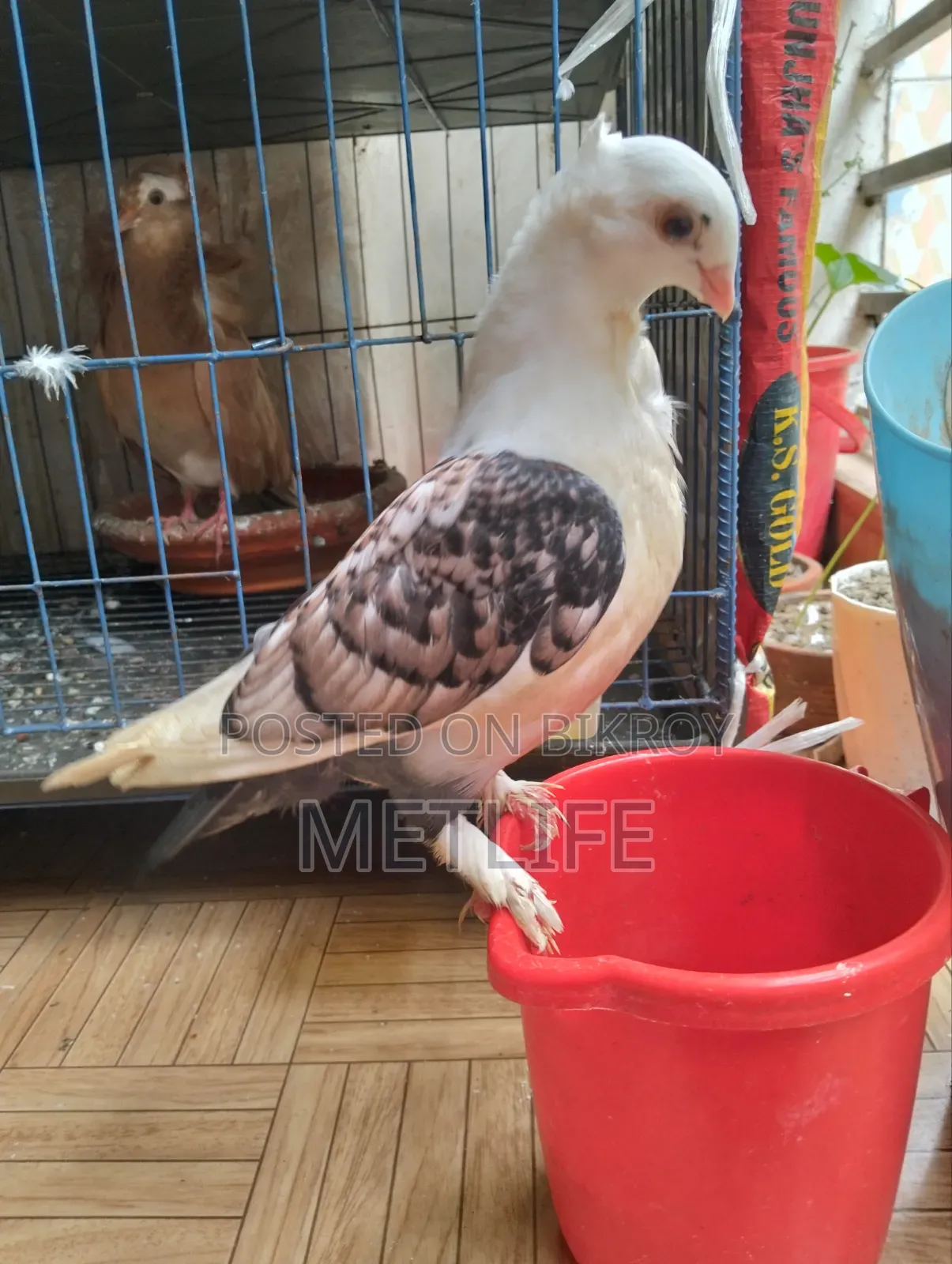 Satin 2.5 months old