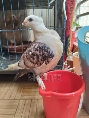 Satin 2.5 months old