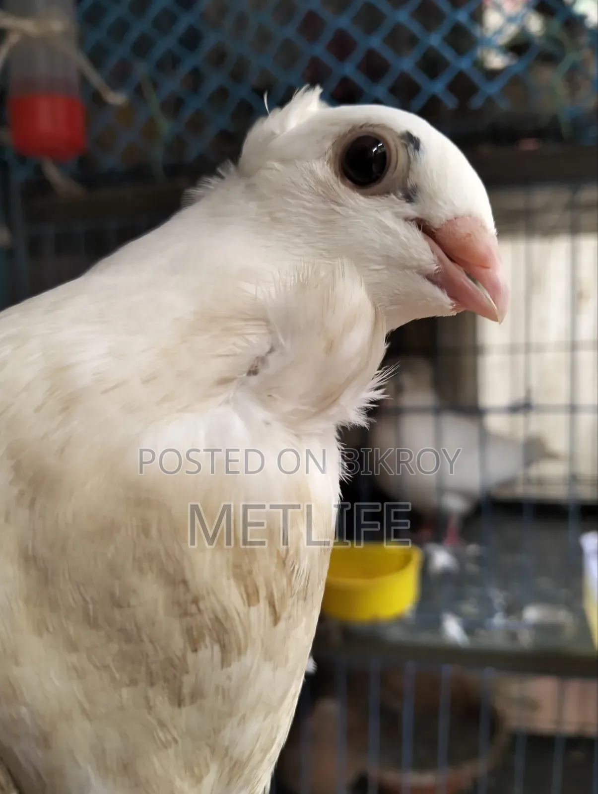 Satin 2.5 months old