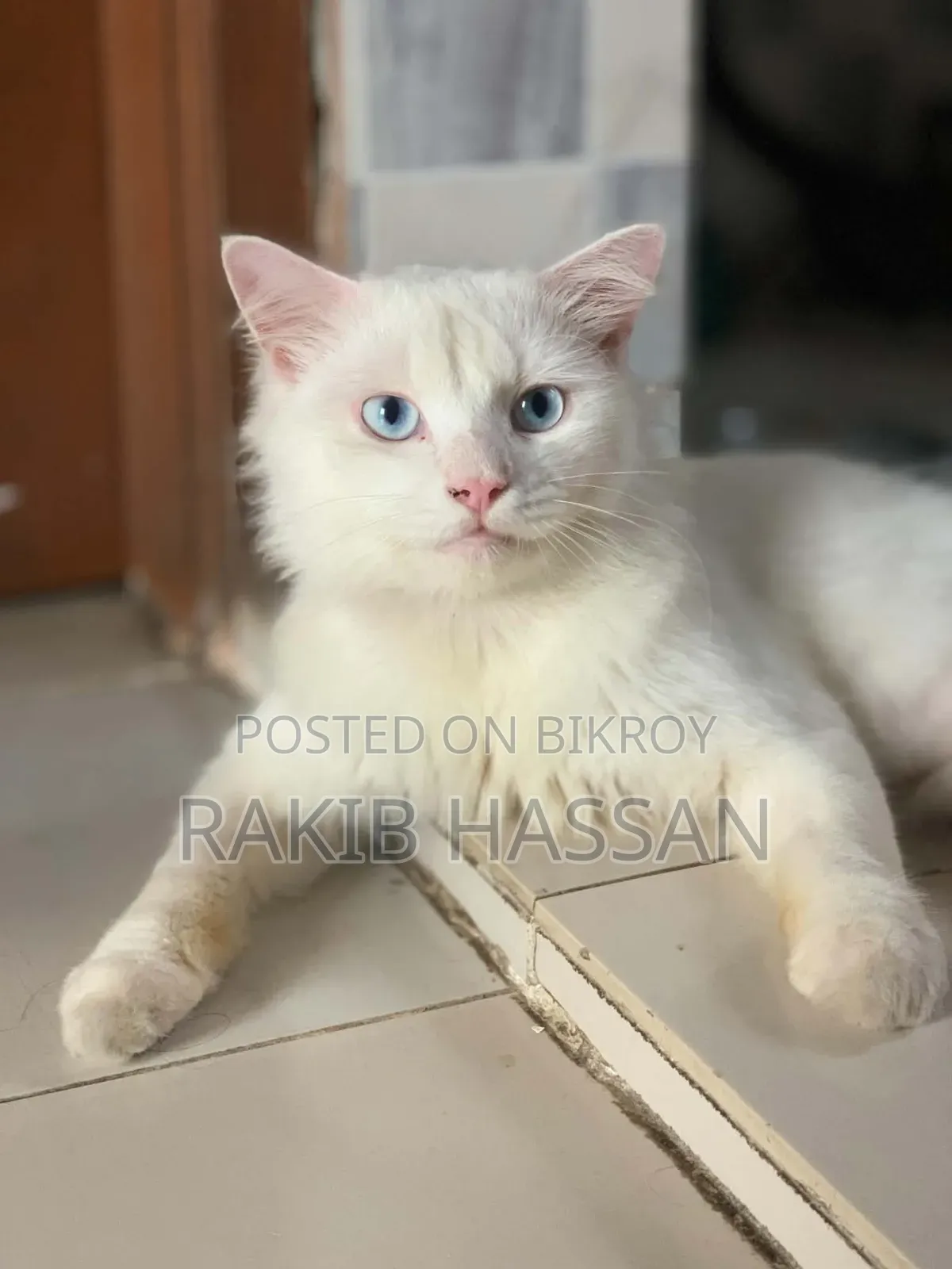 6-12 Months Female Mixed Breed Persian Cat