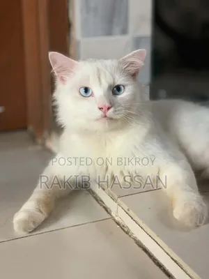6-12 Months Female Mixed Breed Persian Cat