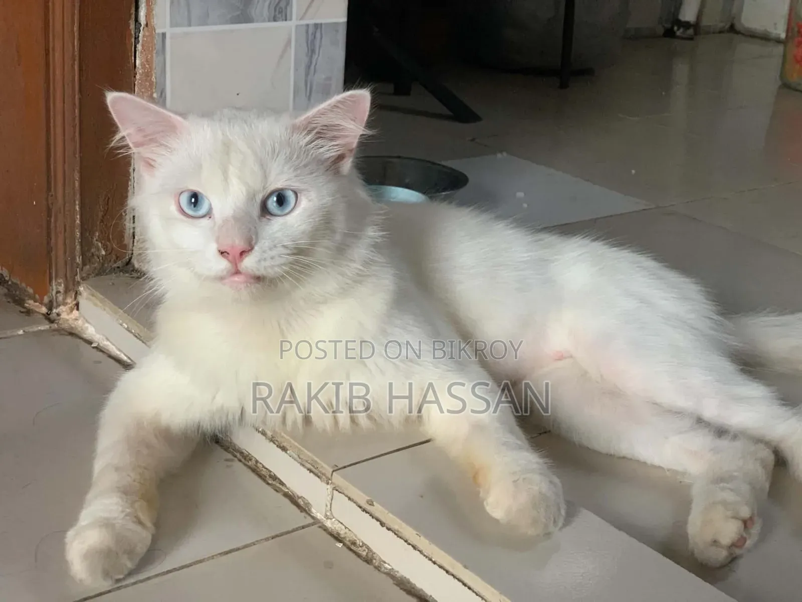 6-12 Months Female Mixed Breed Persian Cat