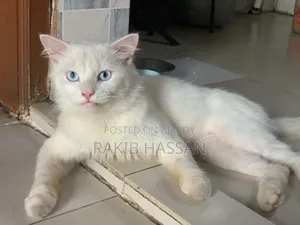 6-12 Months Female Mixed Breed Persian Cat