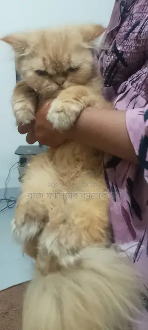 ৬-১২ মাস বয়সী পুরুষ পিওরব্রেড পার্সিয়ান