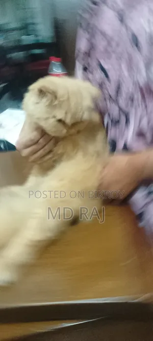 6-12 Months Male Purebred Persian