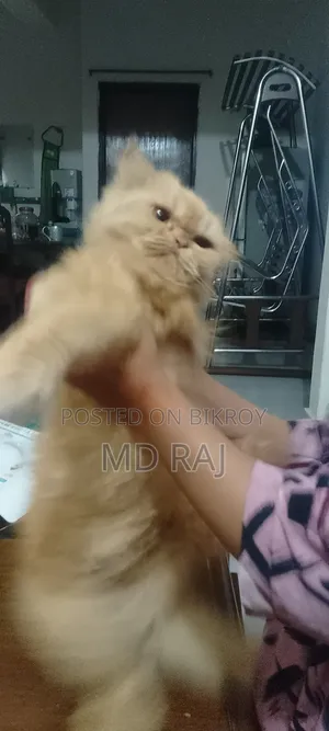 6-12 Months Male Purebred Persian