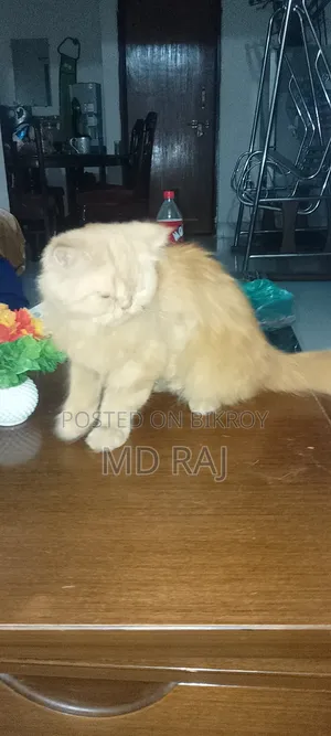 6-12 Months Male Purebred Persian