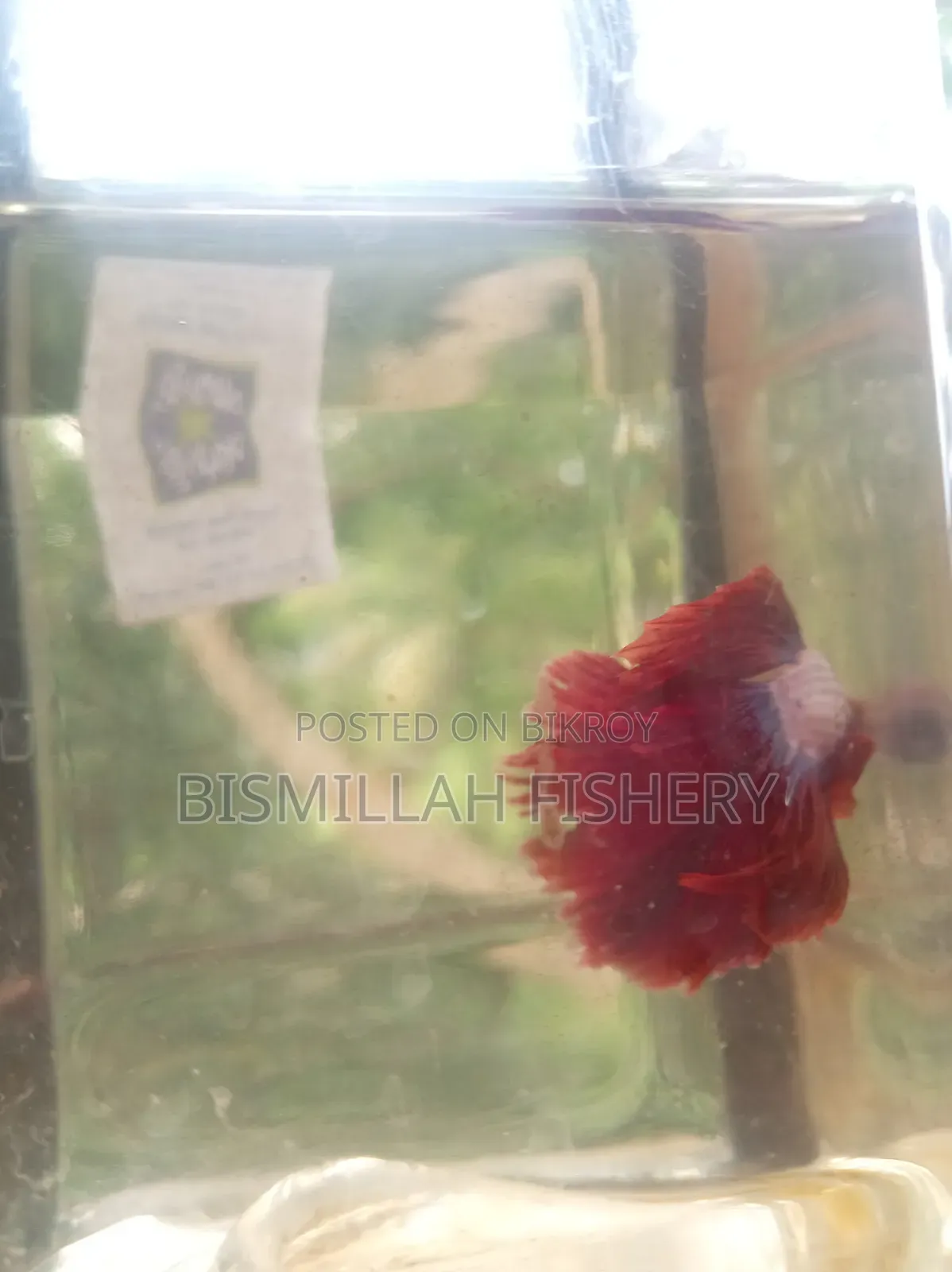 Thailand Imported Red Dragon Betta Fish