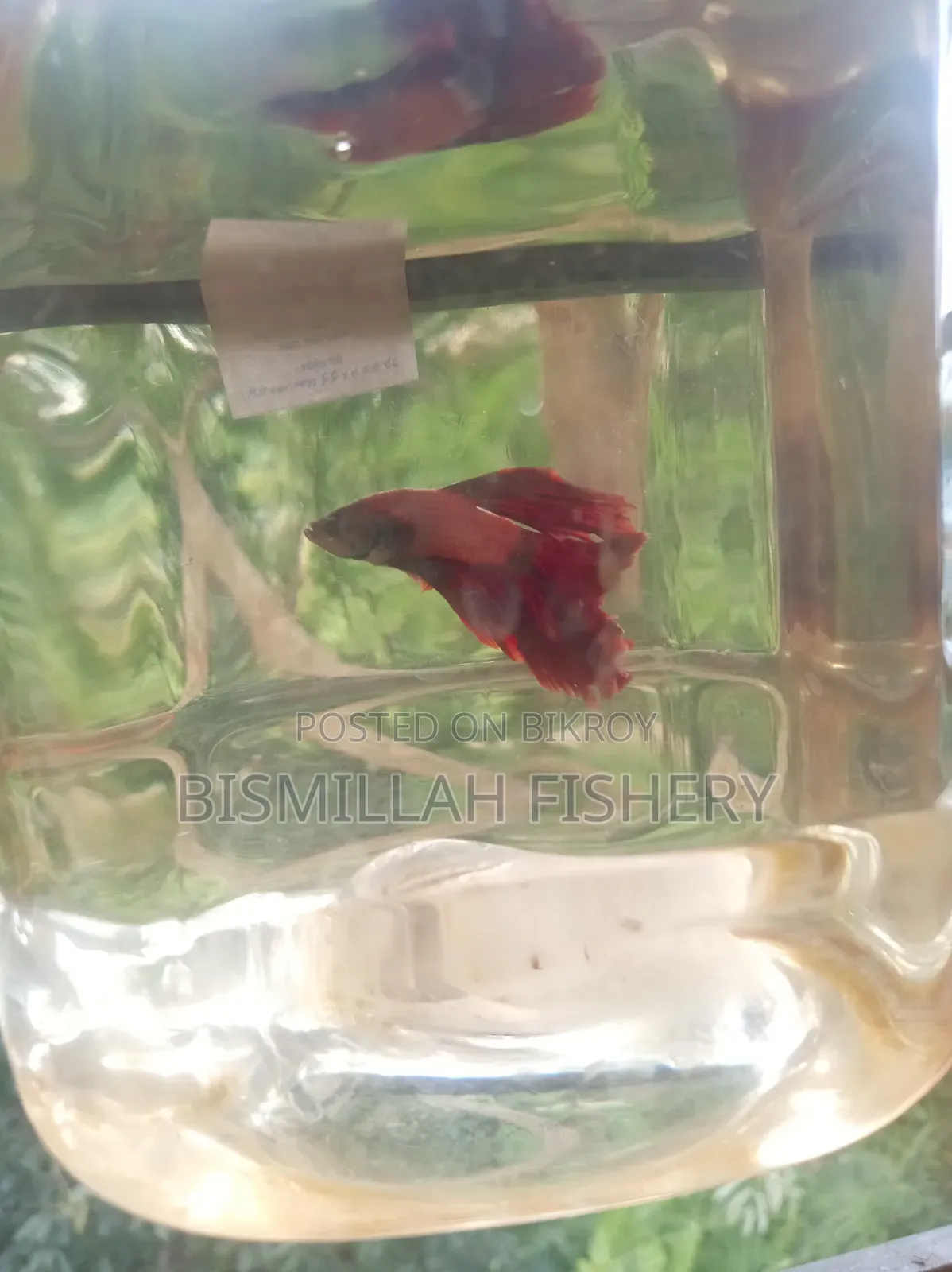 Thailand Imported Red Dragon Betta Fish
