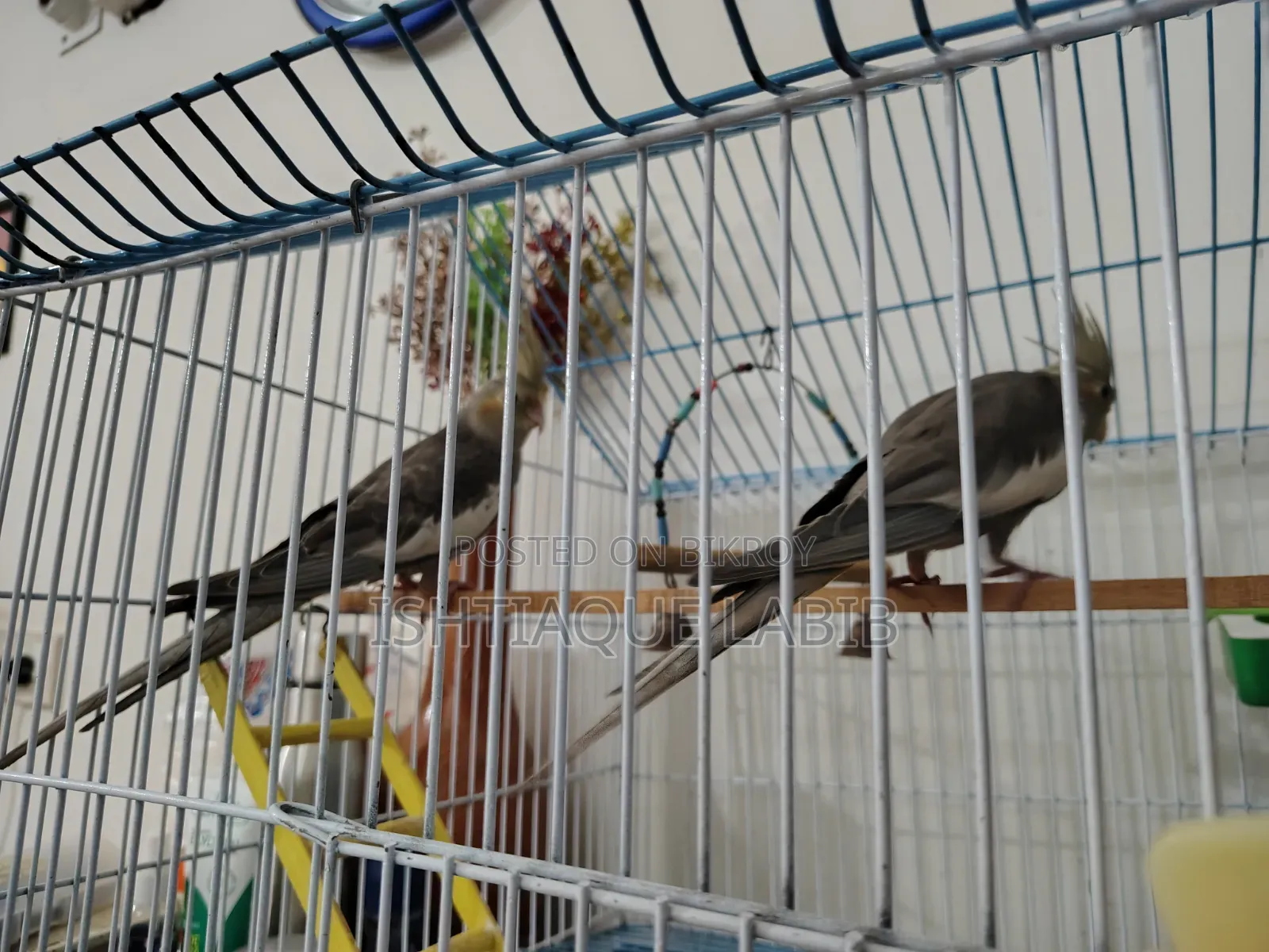 Cockatiel Bird