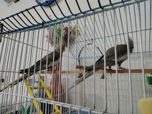 Cockatiel Bird
