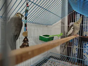 Cockatiel Bird