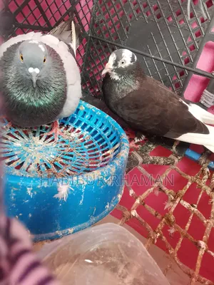 A pair of pigeons for sale