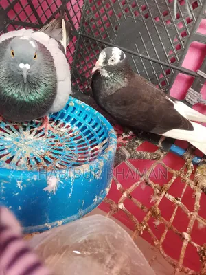 A pair of pigeons for sale