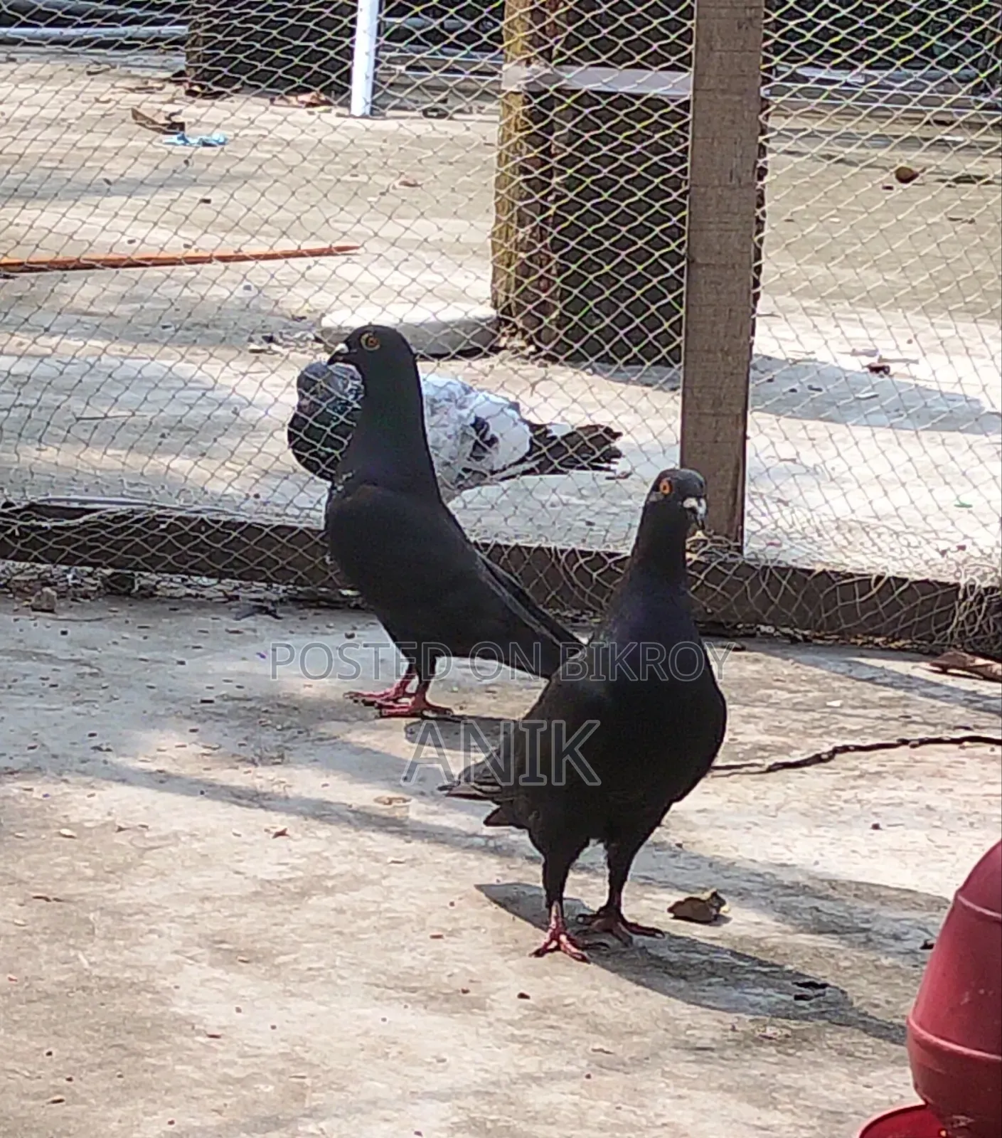 High-quality pair of pigeons