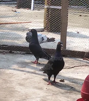 High-quality pair of pigeons