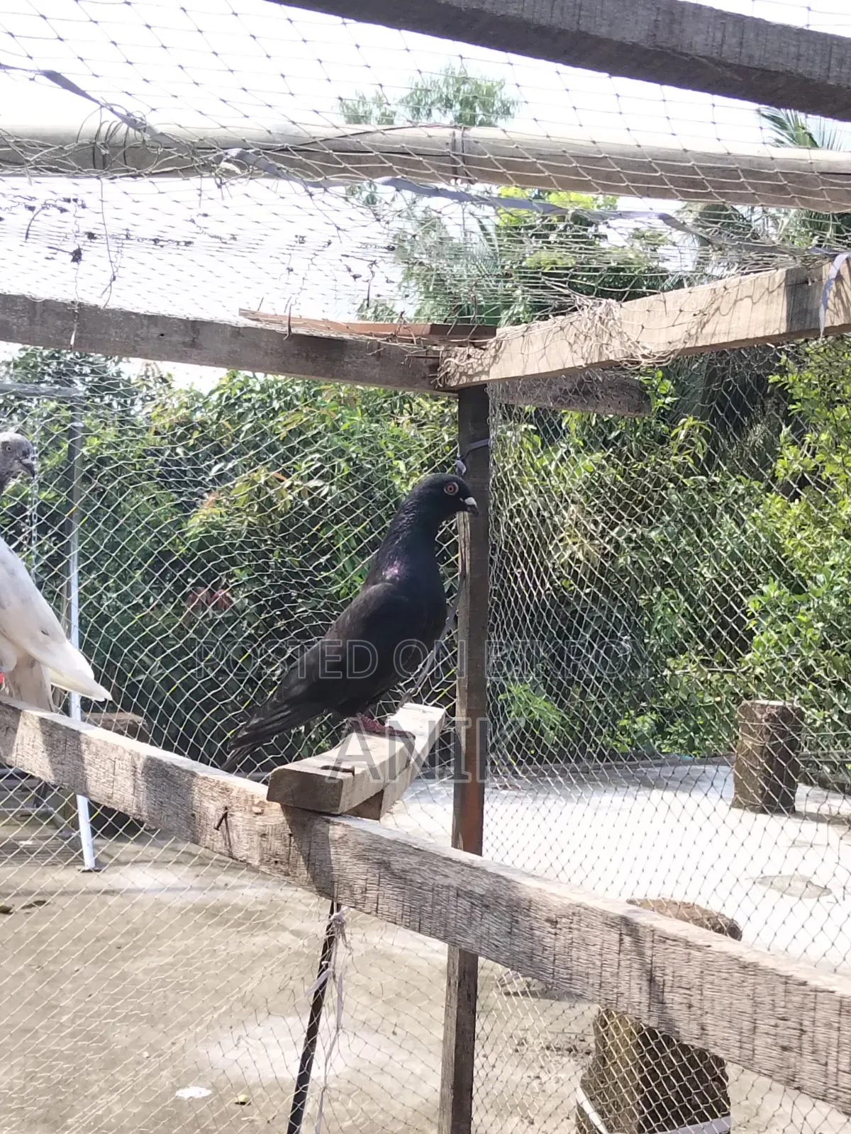High-quality pair of pigeons