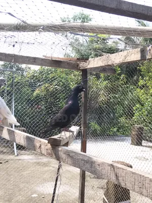 High-quality pair of pigeons