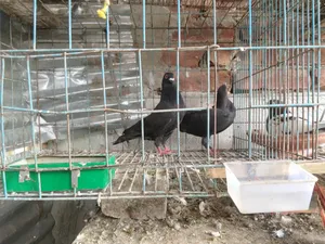High-quality pair of pigeons