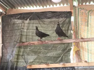 High-quality pair of pigeons