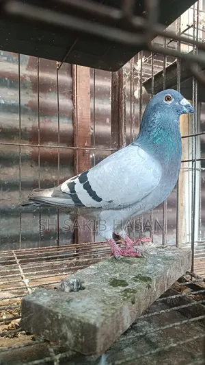 Racer Pigeon