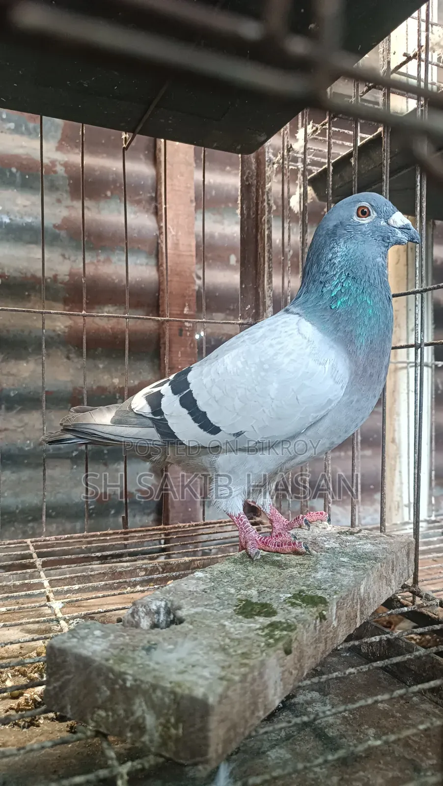 Racer Pigeon