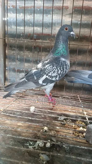 Racer Pigeon