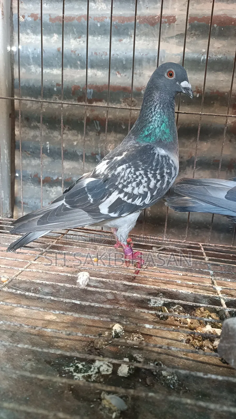 Racer Pigeon