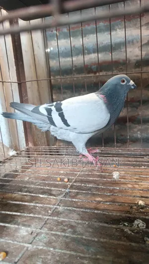 Racer Pigeon