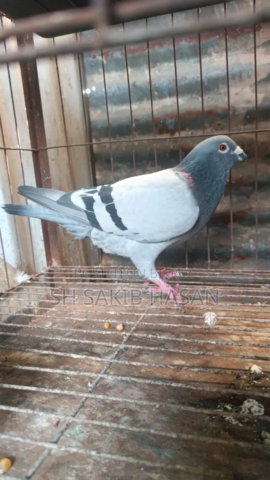Racer Pigeon