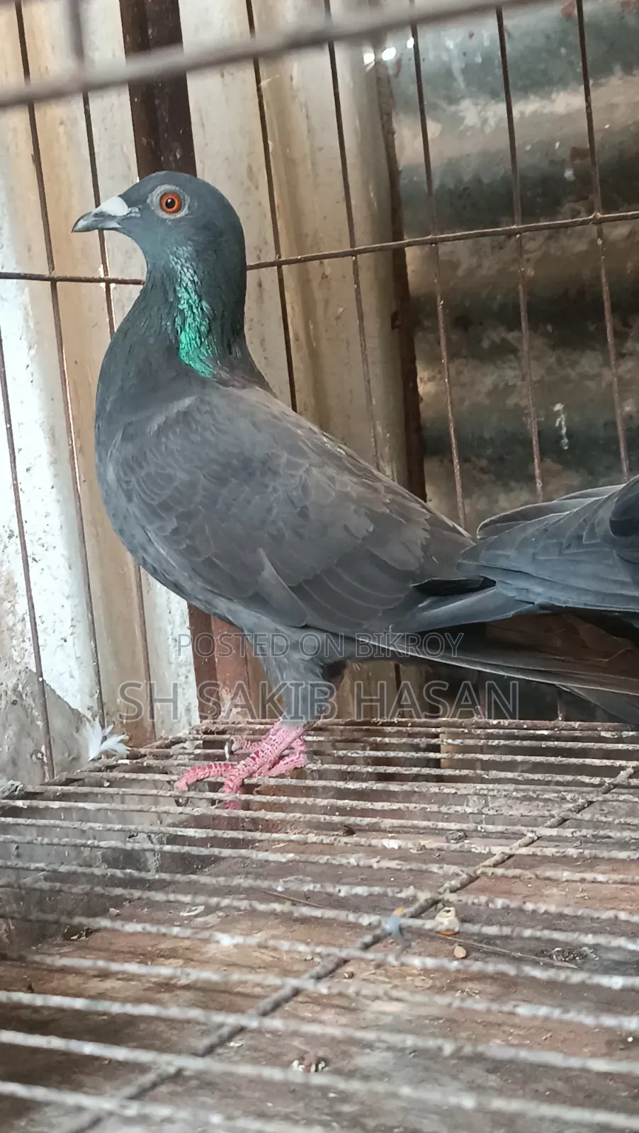Racer Pigeon
