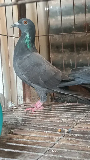 Racer Pigeon