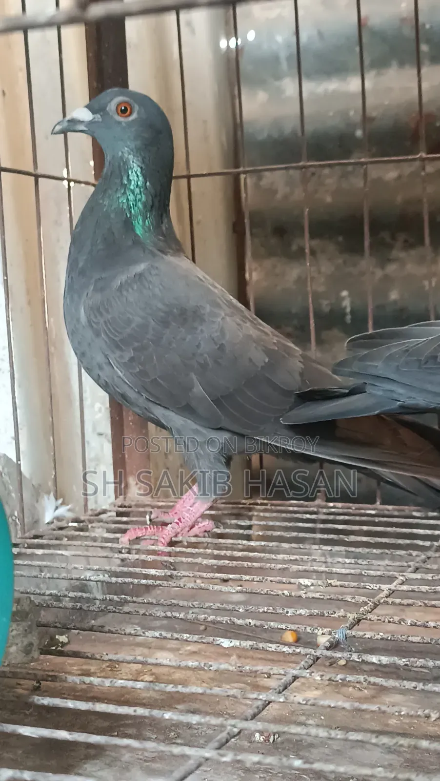 Racer Pigeon