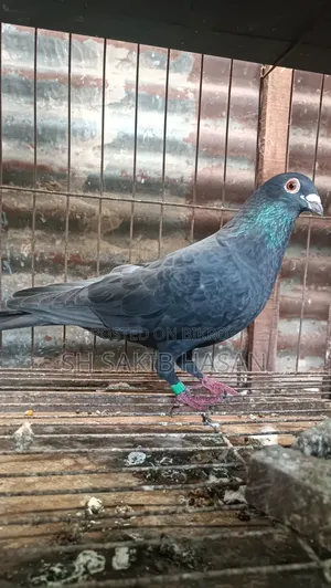 Racer Pigeon