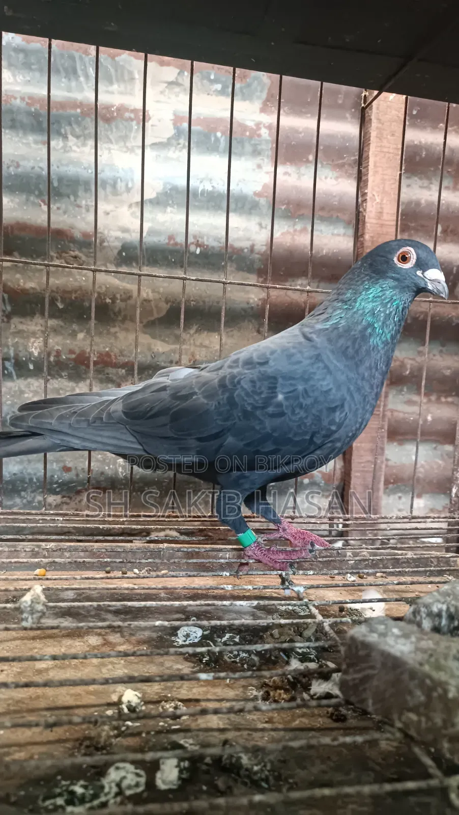 Racer Pigeon
