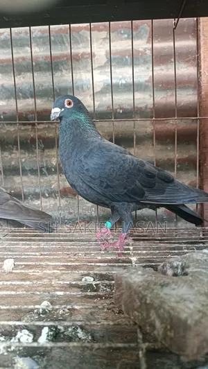 Racer Pigeon