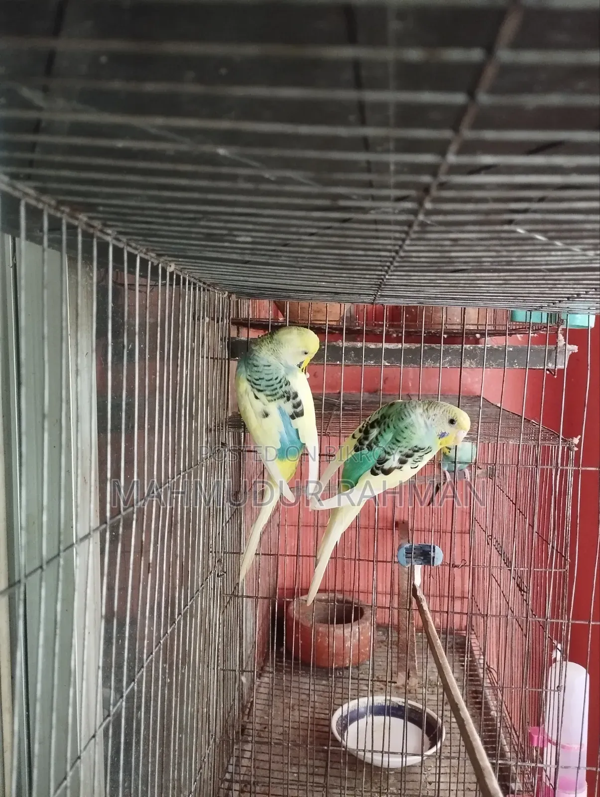 Budgerigar Pied Adult Pair