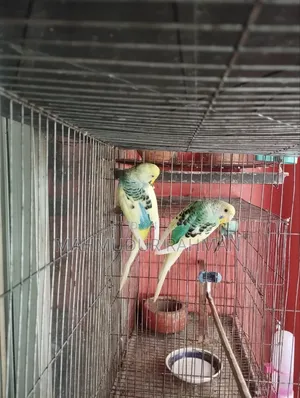 Budgerigar Pied Adult Pair
