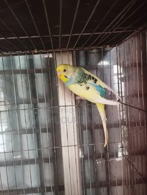 Budgerigar Pied Adult Pair