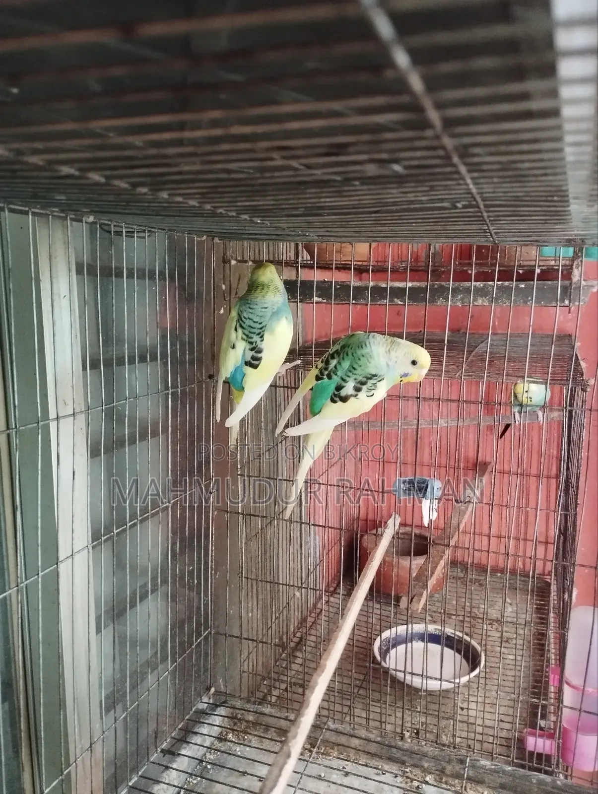 Budgerigar Pied Adult Pair