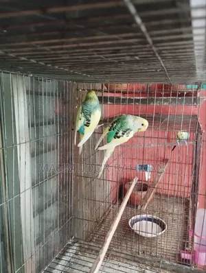 Budgerigar Pied Adult Pair