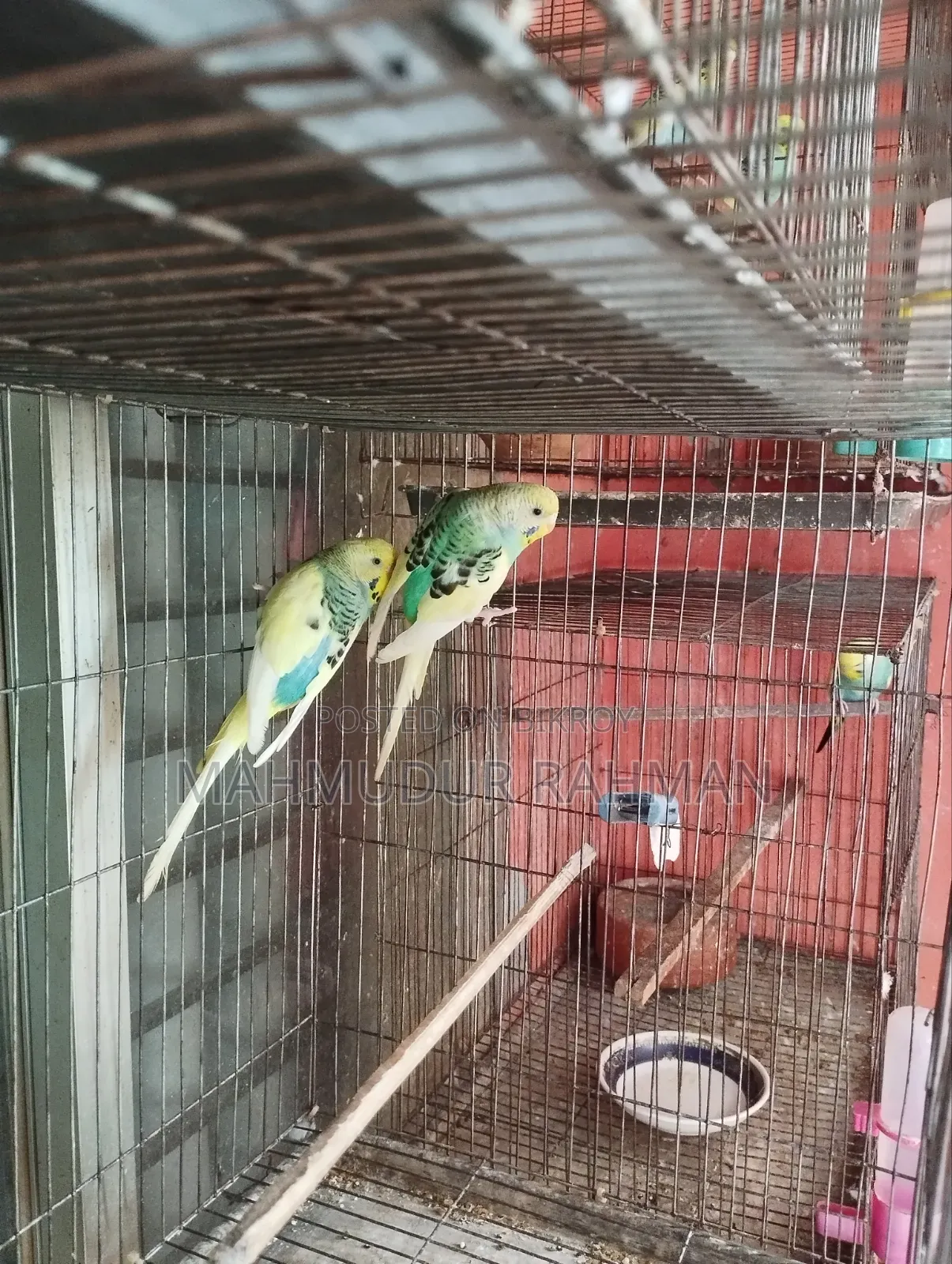 Budgerigar Pied Adult Pair