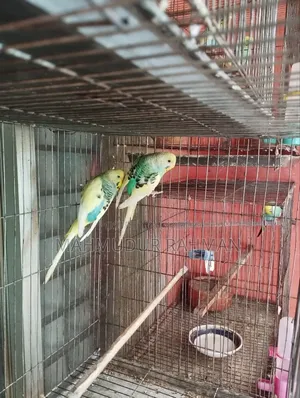 Budgerigar Pied Adult Pair