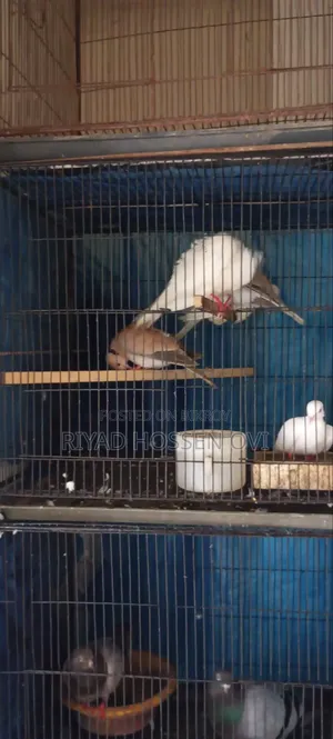 Running Dove Birds
