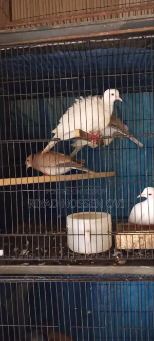Running Dove Birds
