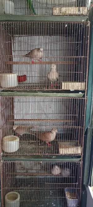 Running Dove Birds