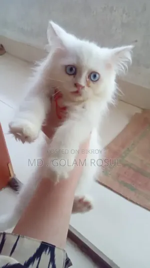 1-3 Months Female Purebred Persian